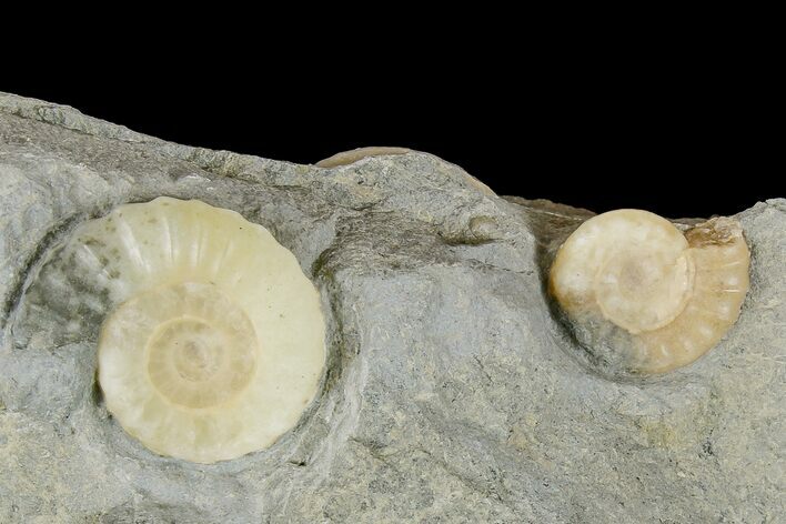 Two Fossil Ammonites (Promicroceras) - Lyme Regis #166648